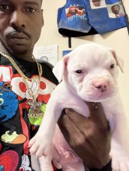 American packet tri color bullys puppies