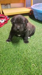 ABKC REGISTERED AMERICAN BULLY PUPPIES