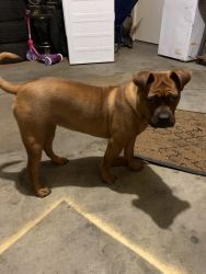 My 6 month old is a chow chow mixed with American bully