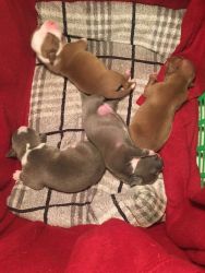 American bully puppies male and female
