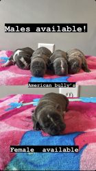 American Bully Puppies (DMV) - Conctact me xxxxxxxxxxxx@xxxxx.xxx/ ins
