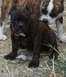 Registered American Bully Pups
