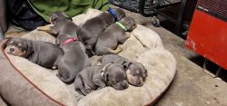 Blue and Blue Tricolor American Bully Pups Ready 12/7/21