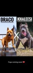 Best quality American bully pups available
