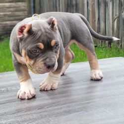 American Bully Dogs and Puppies for sale