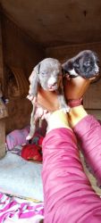 I want sale my american bully puppies