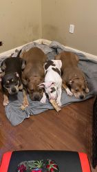 Pure Breed Bully Puppies For Sale