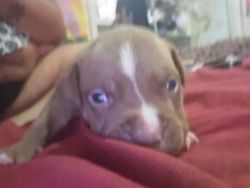 Blue Nose puppies for sale