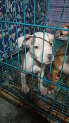 American bully breed puppies for sale
