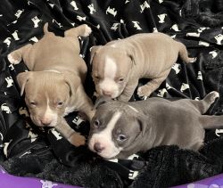 Pocket bully puppies