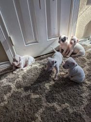 Three male three female pit pups born dec.1 no shotsvery happy n playf