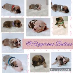 ABKC & UKC registered American Bully Puppies.
