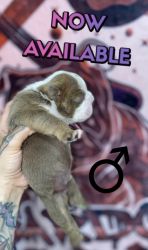 Male & Females Available