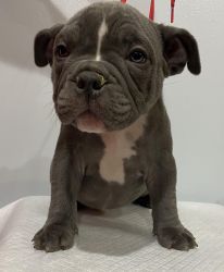 American Bully Puppy 9 Weeks Fifi