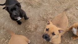 American Bully/Lab Puppies