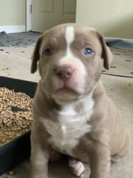 Champagne XL American Bully Puppies