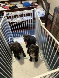 Bully Breed Puppies For Sale