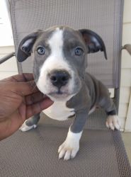 AMERICAN BULLY PUPPIES 1 FEMALE AND 1 MALE LEFT