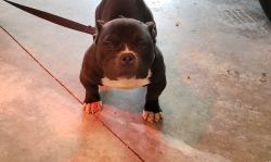 Exotic American Bully female for sale!!