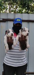 Standard Size American Bully Puppies For Sale In Pune