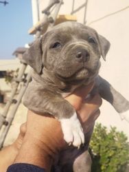 American bully female elephant colour fully show quality