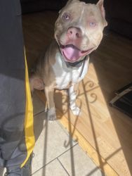 Xl Bully Needs A Great Home With Kids