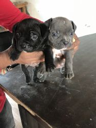 American bully puppies for sale age 45 days punch face microsize