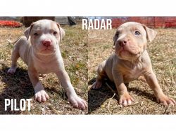 American Bully XXL Male and Female Puppies