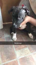 5 beautiful 3month old American bully’s looking for a lovely home