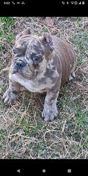 Exotic bully for sale