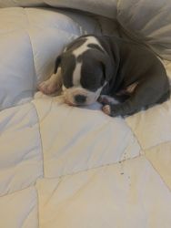 Micro Exotic Bully male puppy