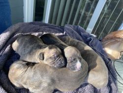 4 American bully puppies