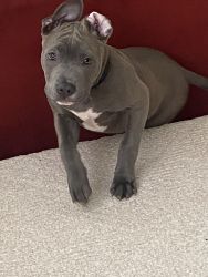 5 month old Pitty