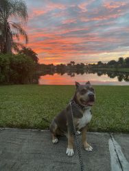 American Bully XL for Sale