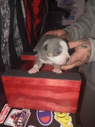 American Bully Puppies For Sale (1st Degree Bullys LLC)