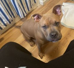 Sellling my 6month old blue nose bully he needs a new home