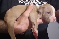 ABKC Merle and Uniquely colored American Bully Pups