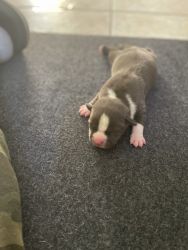 American Bully Pups ForSale!
