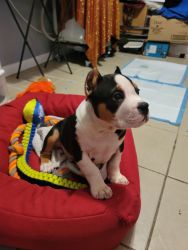 American bully puppy Chicago