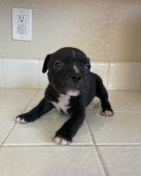 Urgent need of new homes for 2 American bully puppies