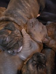 Beautiful female puppies for sale