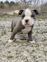 5 American Bully Puppies Available