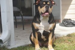 American Bully to family home