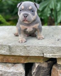 Exotic American Pickett bullies for sale
