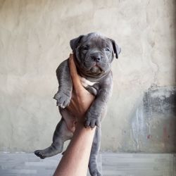 American bully puppy for sell superb quality