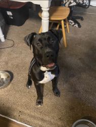 1 yr old trained female Black Pit Mix