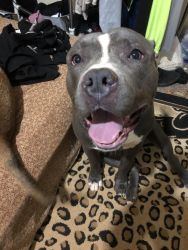 1 yr old male Bully Pit