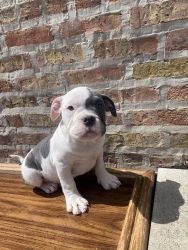 Bully puppies ready to go
