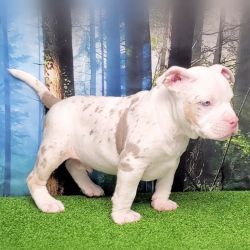American Bully Lilac Tri-Color Merle Male