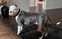 17-month old Blue-Tri American Bully puppy needs loving home